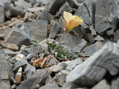 Oenothera cespitosa