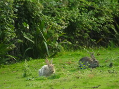 Oryctolagus cuniculus