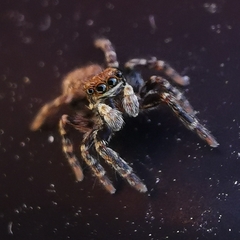 Pseudeuophrys erratica