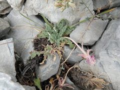 Oenothera cespitosa