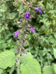 Salvia carnea