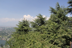 Cedrus deodara