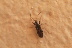 Pseudopamera