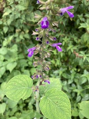 Salvia carnea
