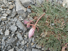 Oenothera cespitosa