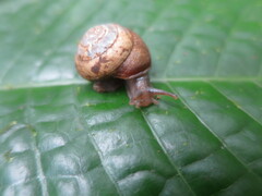 Rhysotina