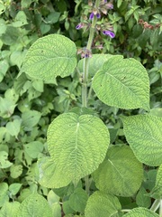 Salvia carnea