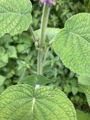 Salvia carnea