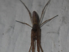 Tetragnatha