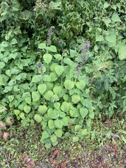 Salvia carnea