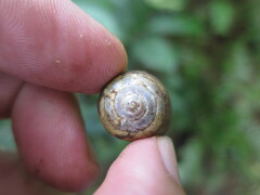 Rhysotina