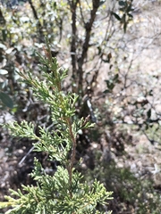 Juniperus deppeana