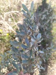 Cistus halimifolius