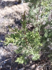 Juniperus deppeana