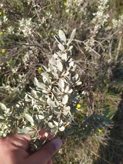 Cistus halimifolius