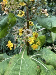 Rumfordia floribunda