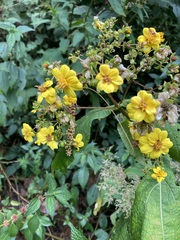 Rumfordia floribunda