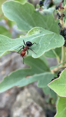 Formica obscuripes