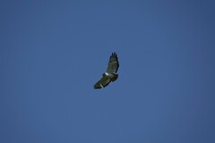Buteo augur
