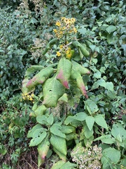 Rumfordia floribunda