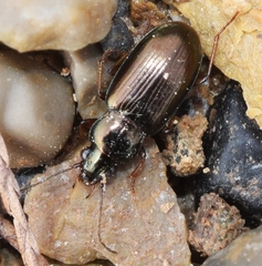 Pogonus chalceus