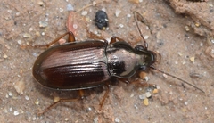 Pogonus chalceus