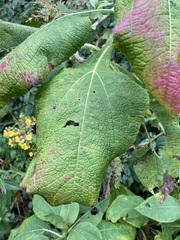 Rumfordia floribunda