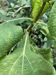 Rumfordia floribunda