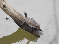 Graptemys ouachitensis