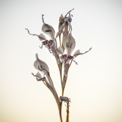 Gladiolus permeabilis edulis