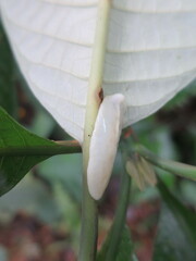 Pseudoveronicella thomensis