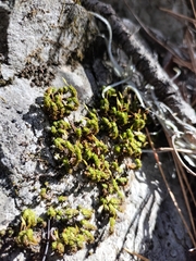 Ulota crispa