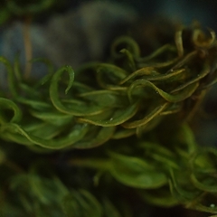 Ulota crispa