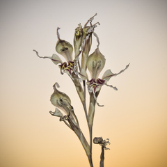Gladiolus permeabilis edulis