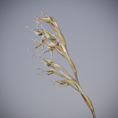 Gladiolus permeabilis edulis