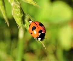 Coccinella magnifica