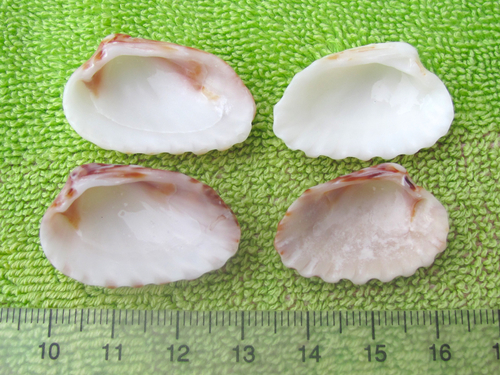 Broad-ribbed Cardita