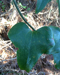 Smilax bona-nox