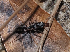 Odontomachus haematodus
