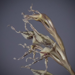 Gladiolus permeabilis edulis