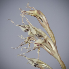 Gladiolus permeabilis edulis