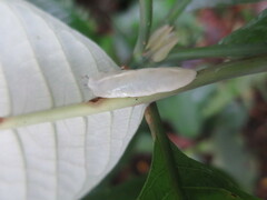 Pseudoveronicella thomensis