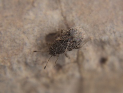 Rhopalinae