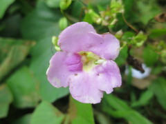 Thunbergianthus quintasii