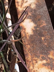 Podarcis guadarramae