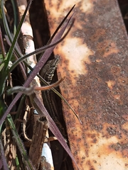 Podarcis guadarramae