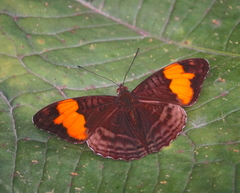 Adelpha saundersii frontina