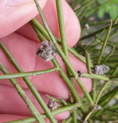 Aceria carmichaeliae