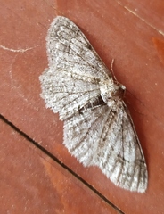 Paradarisa consonaria