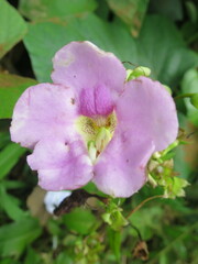 Thunbergianthus quintasii